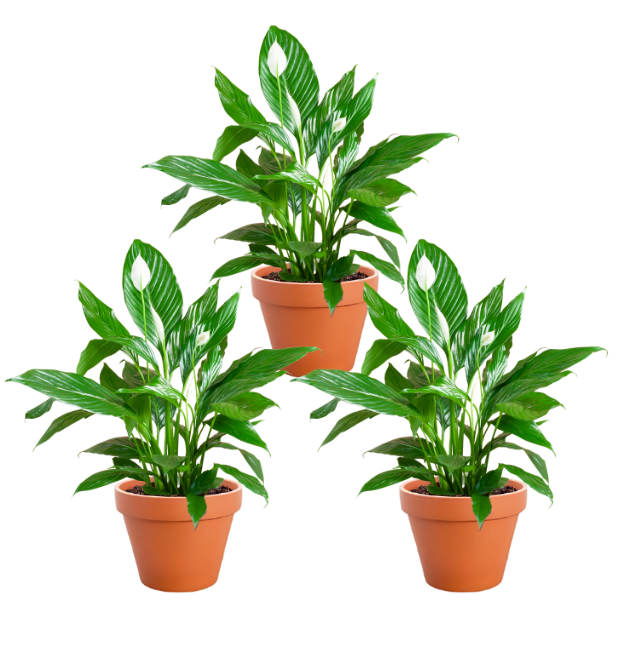 3er-Set | Spathiphyllum | "Einblatt" | +/- 70-80cm | ø 12-15cm Topf 