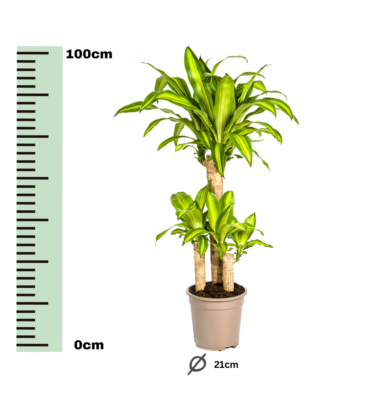 Dracaena Fragrans “Massangeana” | Drachenbaum | +/- 100cm | ø 21cm Topf