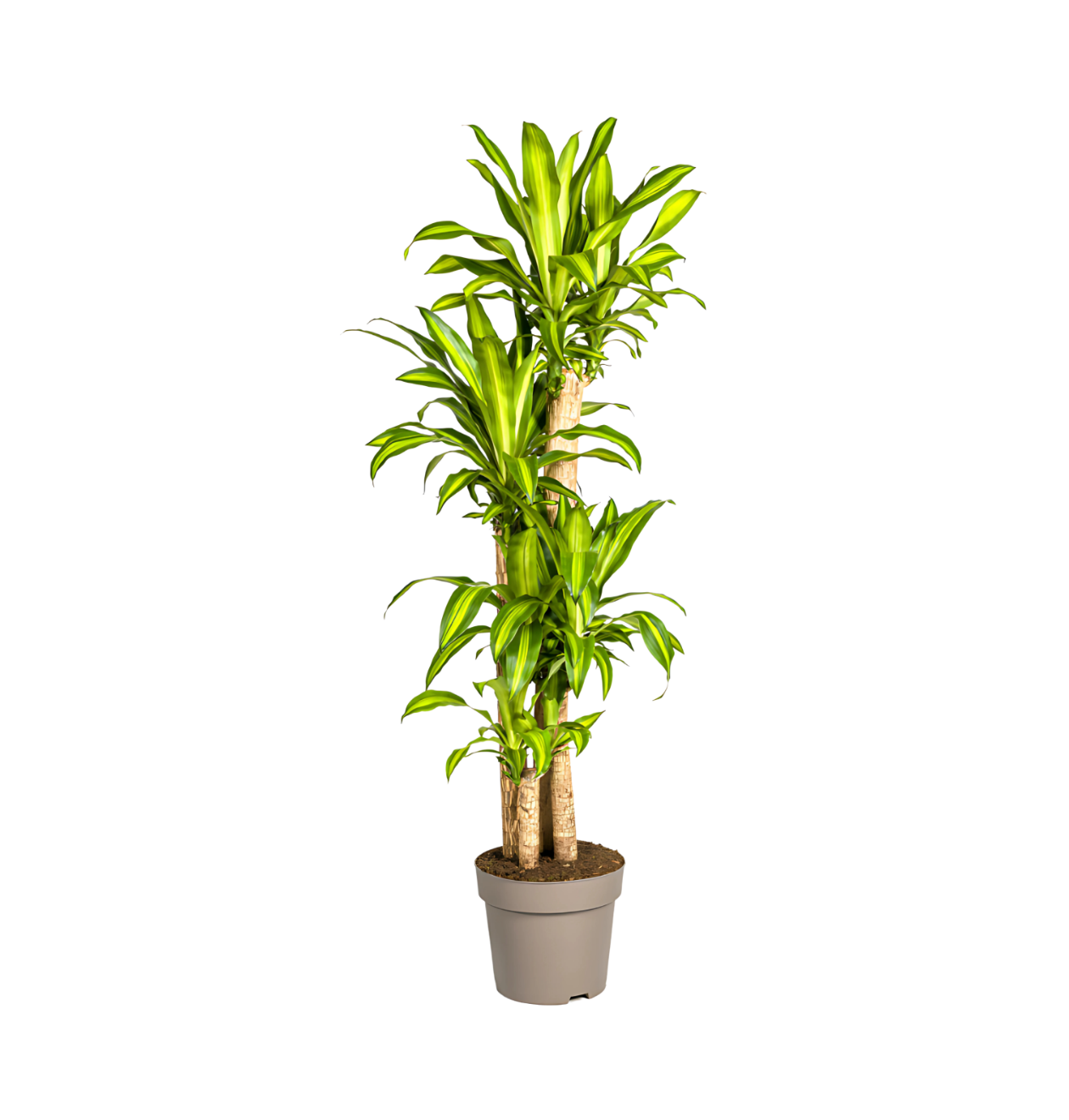 Dracaena Fragrans “Massangeana” | Drachenbaum | +/- 180cm | ø 30cm Topf