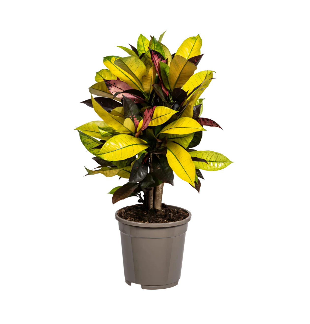 Codiaeum Croton “Iceton” | Wunderstrauch | +/- 50cm | ø 17cm Topf