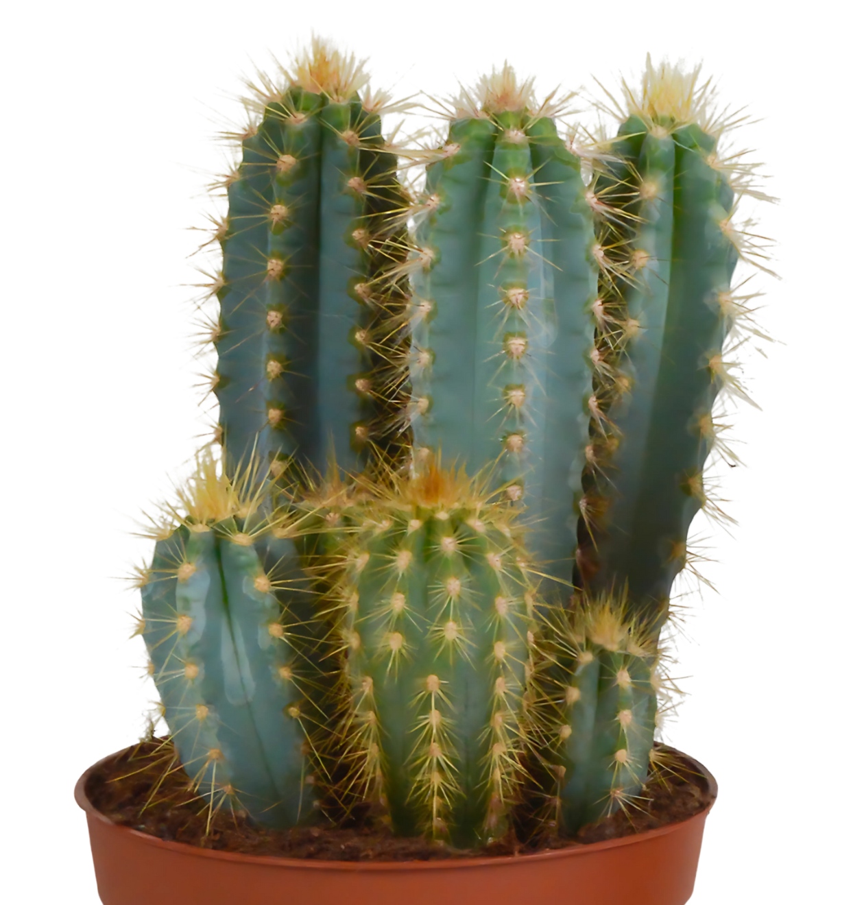 Pilosocereus azureus (Ohne Topf) | Azurblauer Säulenkaktus | +/- 15-30cm | ø 12cm Topf