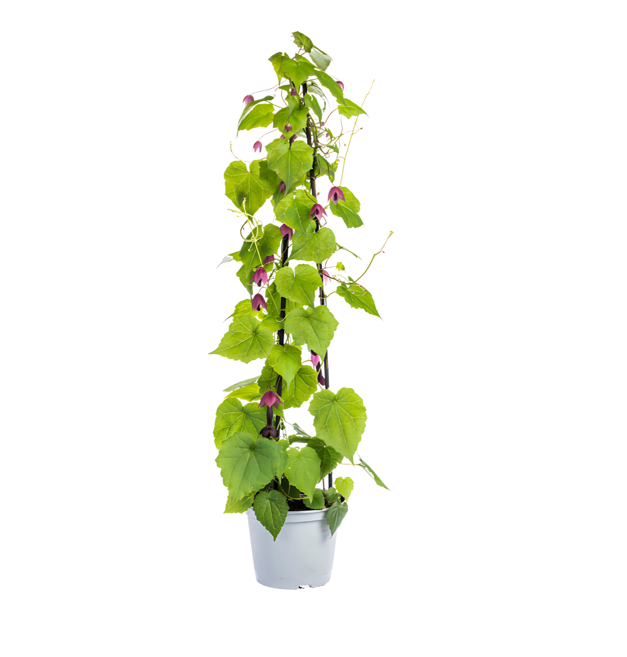 4er-Set | Lathyrus odoratus | Ipomoea tricolor | Cobea scandens | Rhodochiton atrosanguineum | +/- 60cm | ø 13cm
