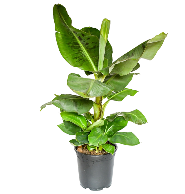 2er-Set Musa | Bananenpflanze | +/- 50-60cm | ø 12-15cm Topf 