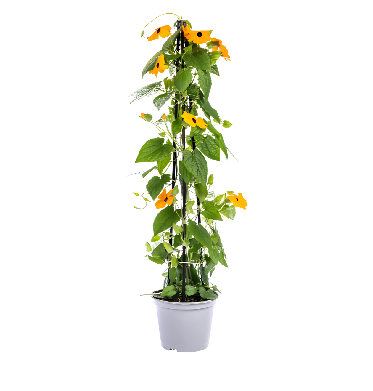 Thunbergia alata “Sunny Susy New Orange” (4 Stück) | Schwarzäugige Susanne | +/- 60cm | ø 13cm