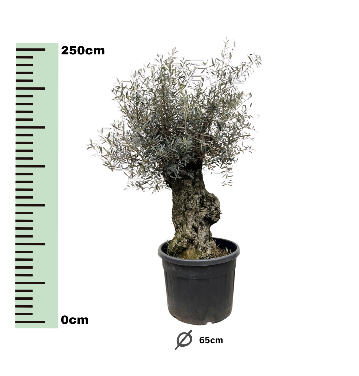 Olea Europaea “Bonsai” | Olivenbaum Bonsai | +/- 250cm | ø 65cm Topf