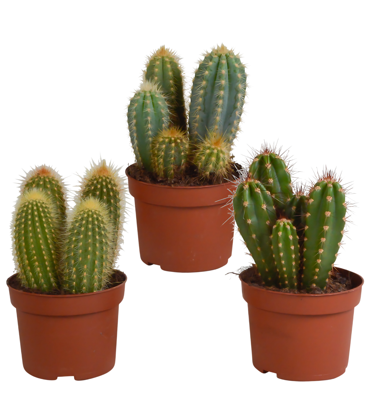 Cereus 3er-Set (Ohne Topf) | Säulenkaktus Mix | +/- 15-25cm | ø 10,5cm Topf