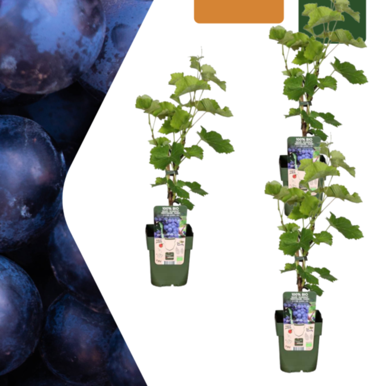 Bio Weinreben (3 Stück) | +/- 20 cm | ø 13 cm