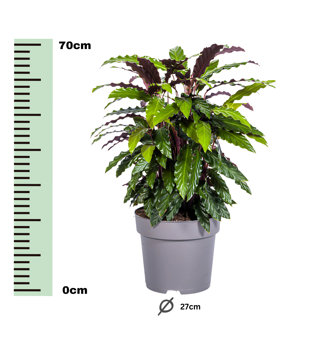 Calathea “Rufibarba” | Korbmarante | +/- 70cm | ø 27cm Topf