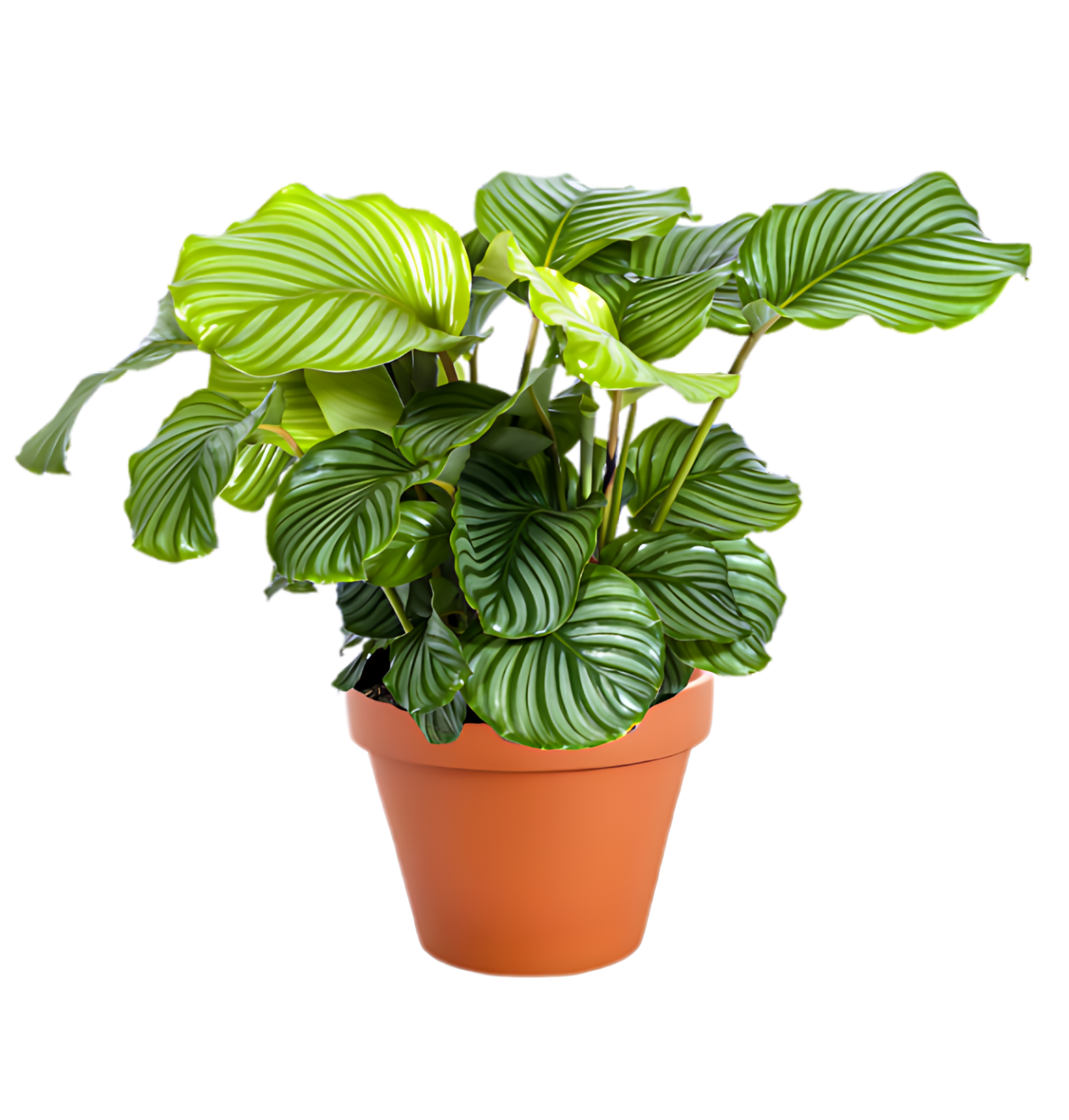 6er-Set “Exotica” | Bananenpflanze | Korbmarante | Affenblatt | Efeutute | Bogenhanf | Monstera | +/- 25-50cm | ø 12-15cm Topf 