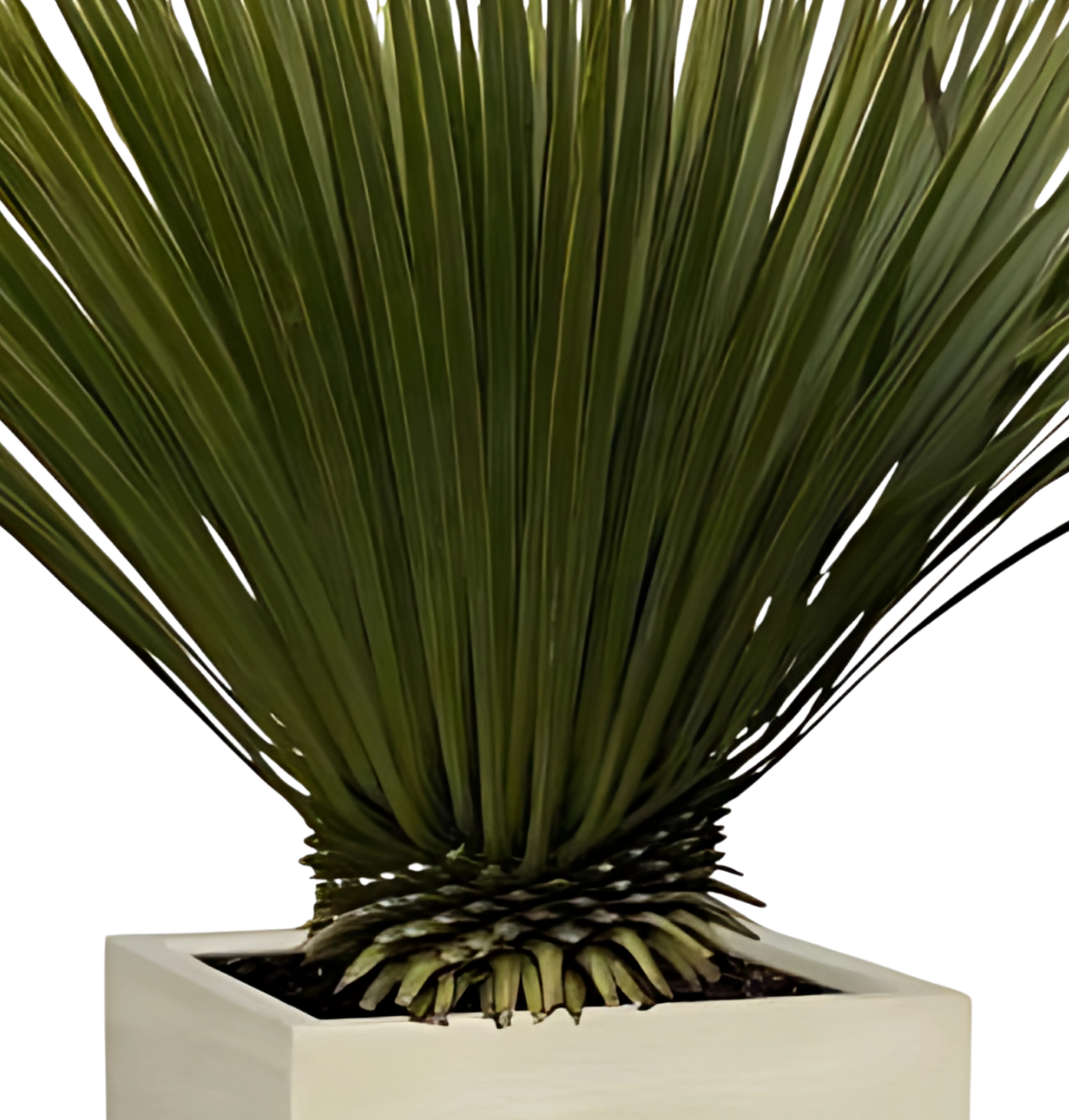 Yucca rostrata | Blaue Palmlilie | +/- 80cm | ø 27cm