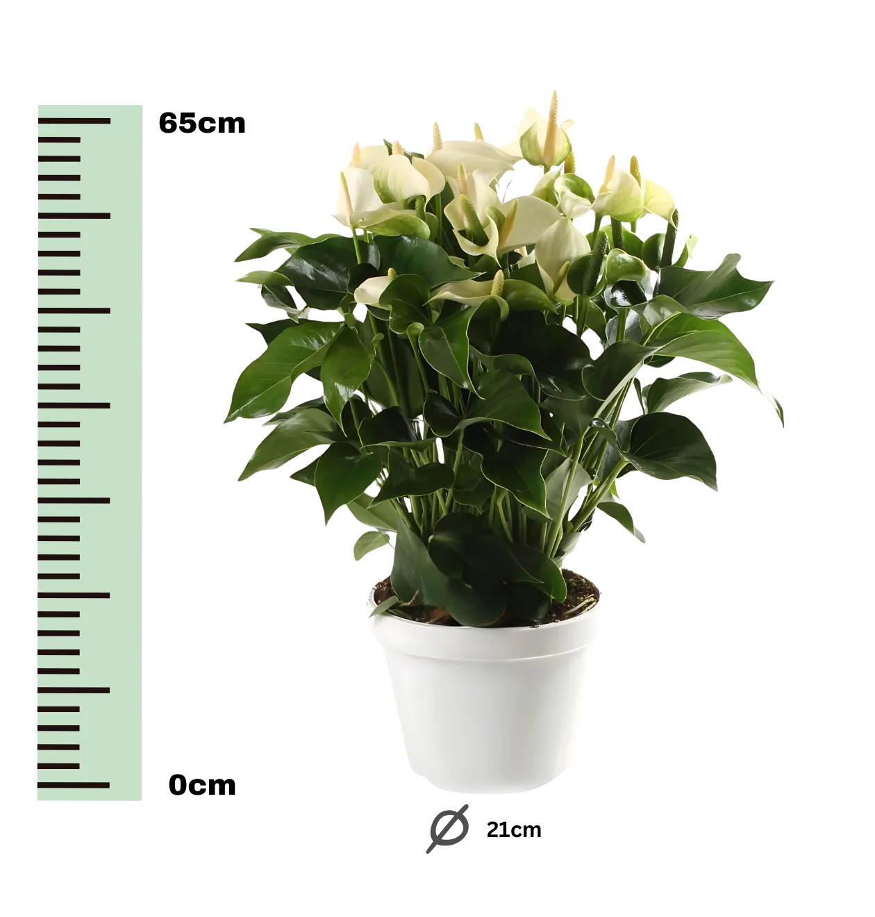 Anthurium “White Champion” | Flamingoblume | +/- 65cm | ø 21cm Topf