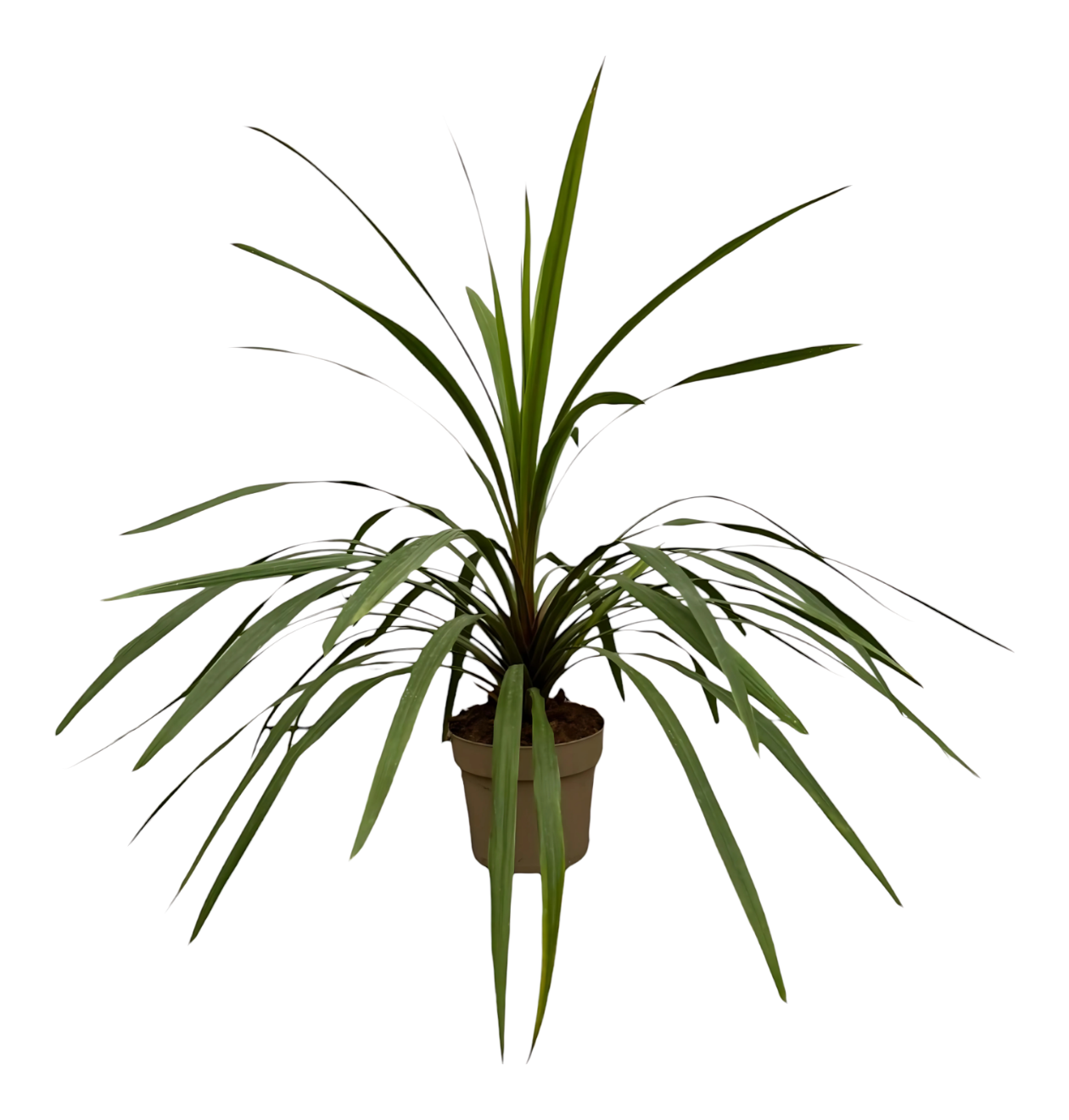 Cordyline “Peko” | Keulenlilie | +/- 90cm | ø 24cm