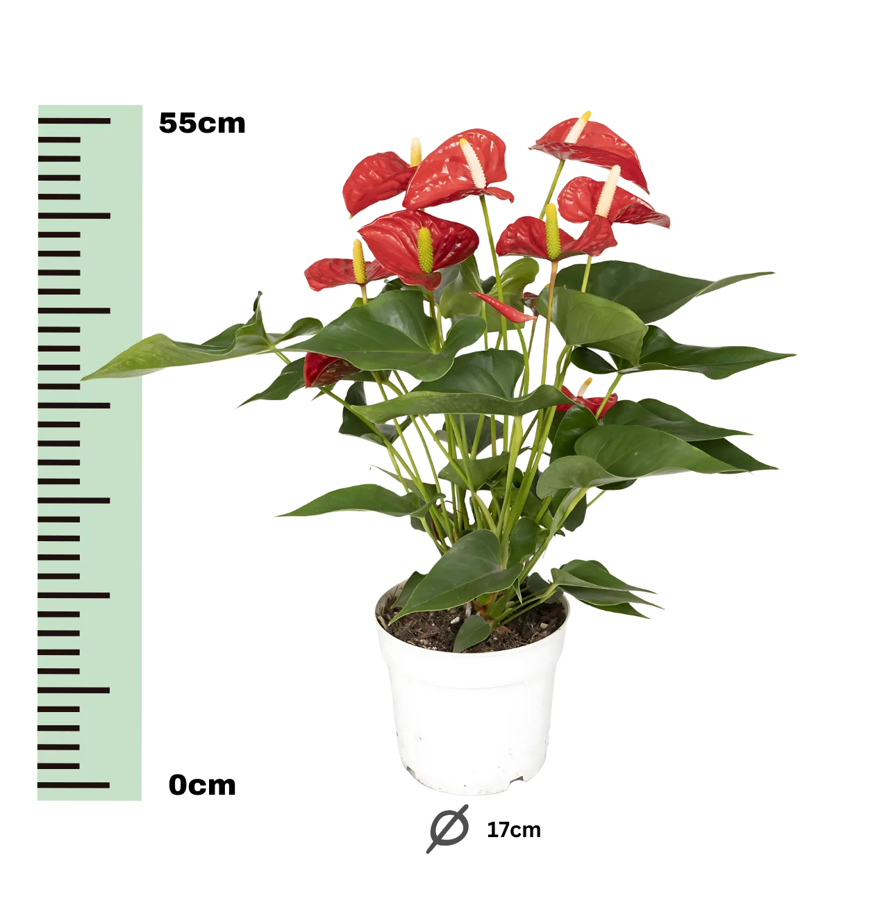 Anthurium “Red” | Rote Flamingoblume | +/- 55cm | ø 17cm Topf