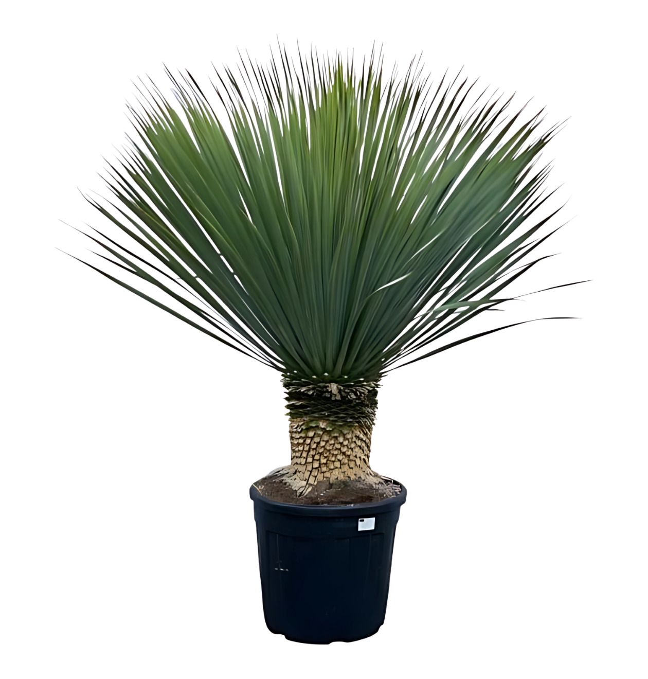 Yucca rostrata | Blaue Palmlilie | +/- 140cm | ø 50cm