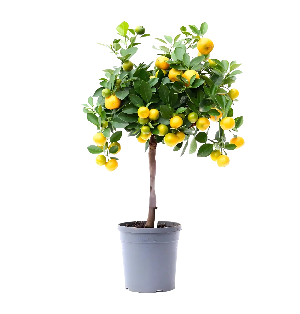 Citrus Calamondin | Zwergorangenbaum | +/- 45cm | ø 15cm Topf