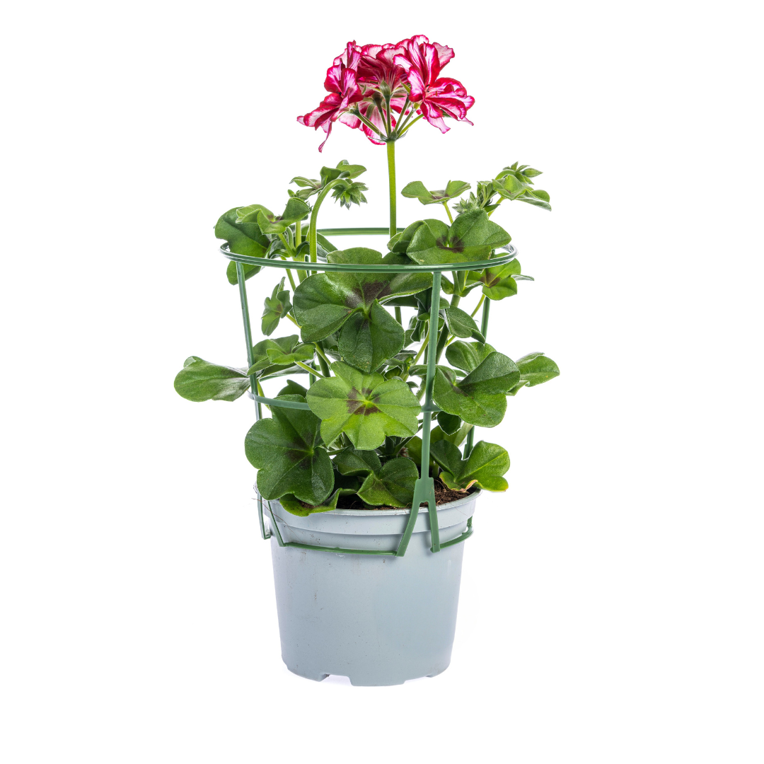 8x Pelargonium peltatum Mix Ø12 cm - ↕20 cm