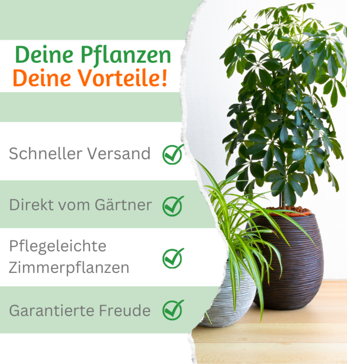 2er-Set | Glückskastanie | +/- 70-80cm | ø 12-15cm Topf