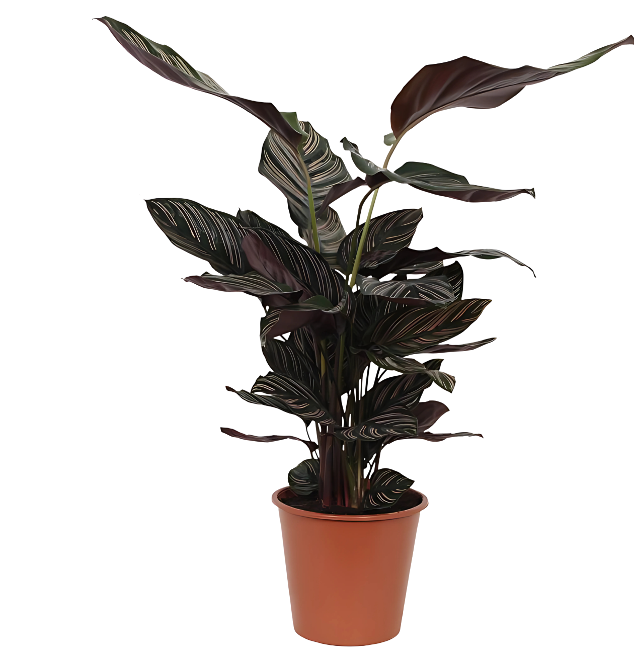 Calathea “Sanderiana” | Korbmarante | +/- 80cm | ø 19cm Topf