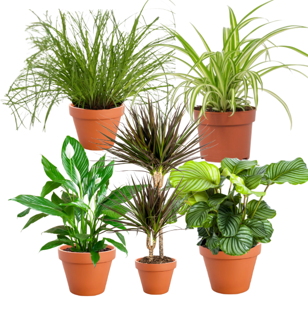 5er-Set | Grünlilie | Katzengras | Drachenbaum | Korbmarante | Einblatt | +/- 40-60cm | ø 12-15cm Topf