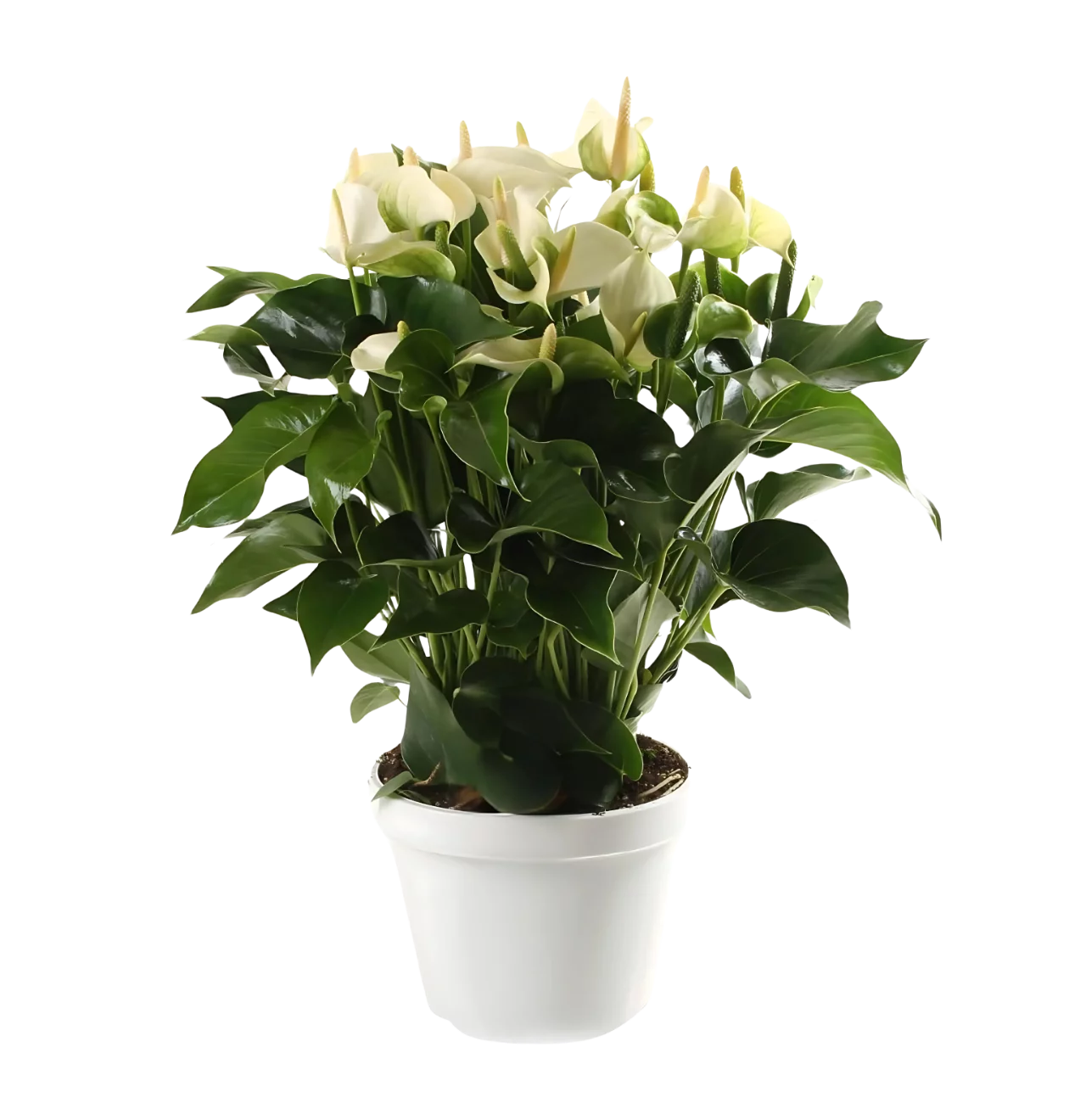Anthurium “White Champion” | Flamingoblume | +/- 65cm | ø 21cm Topf