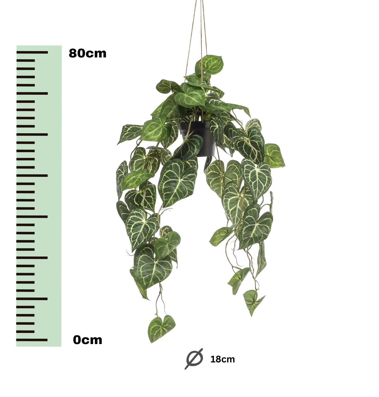 Künstliche Anthurium “Clarinervium” | Aderpflanze | +/- 80cm | ø 18cm Topf