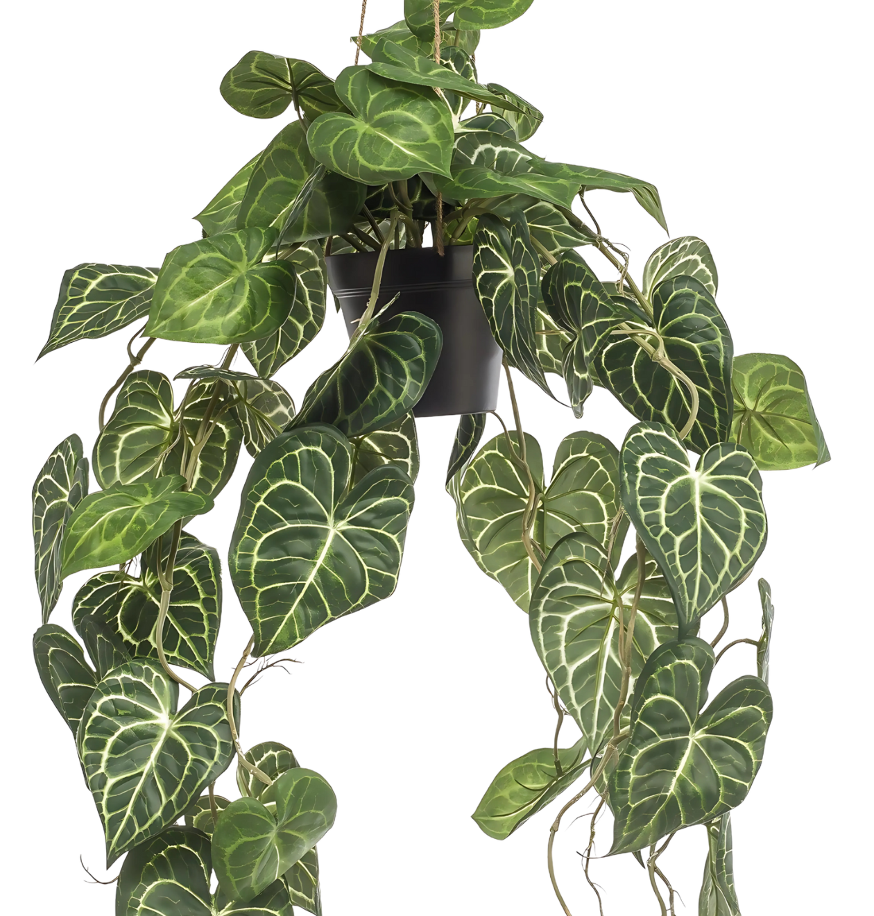 Künstliche Anthurium “Clarinervium” | Aderpflanze | +/- 80cm | ø 18cm Topf
