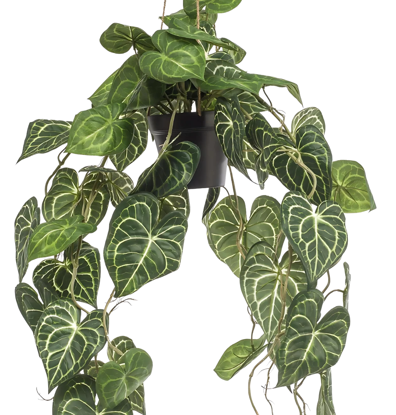 Künstliche Anthurium “Clarinervium” | Aderpflanze | +/- 80cm | ø 18cm Topf