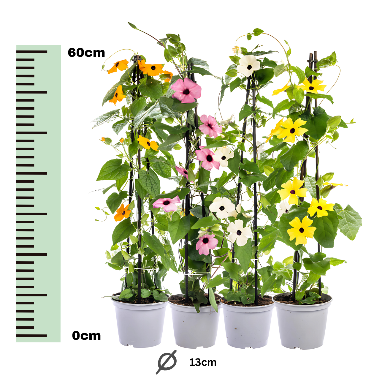 Thunbergia alata “Sunny Susy Mix” (4er-Mix) | Schwarzäugige Susanne | +/- 60cm | ø 13cm
