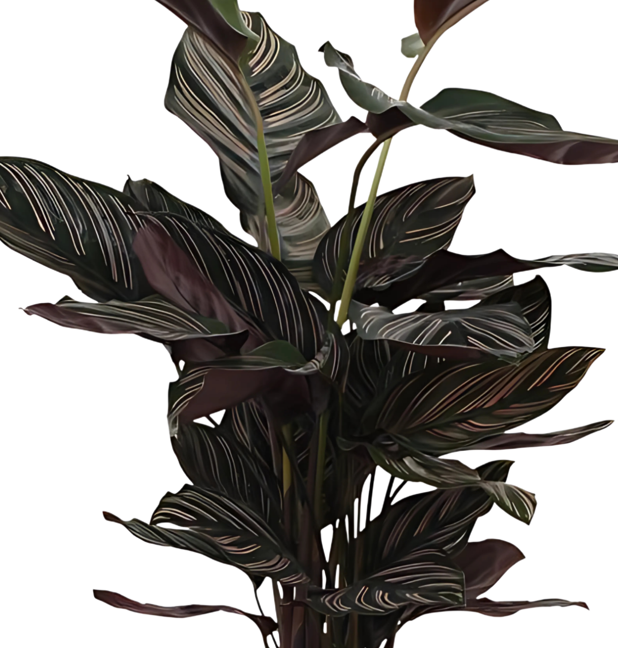 Calathea “Sanderiana” | Korbmarante | +/- 80cm | ø 19cm Topf