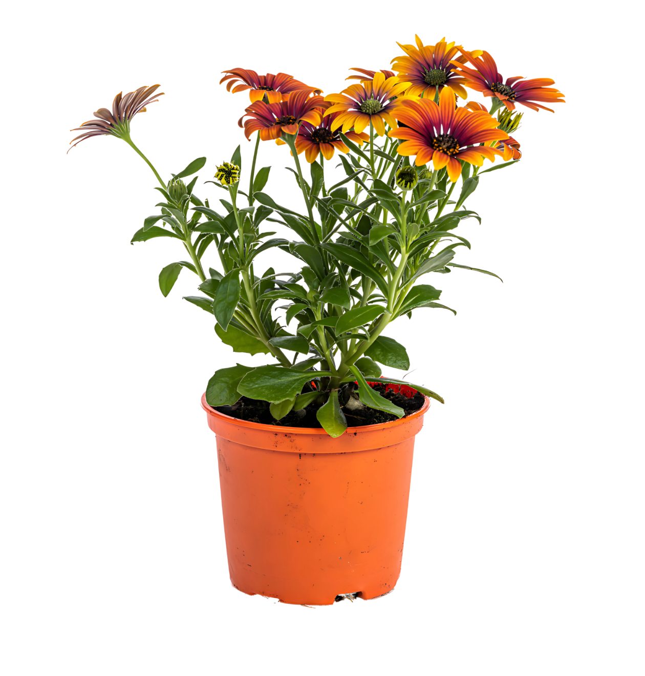 Osteospermum ecklonis “Orange” (8 Stück) | Kapmargerite | +/- 20cm | ø 12cm