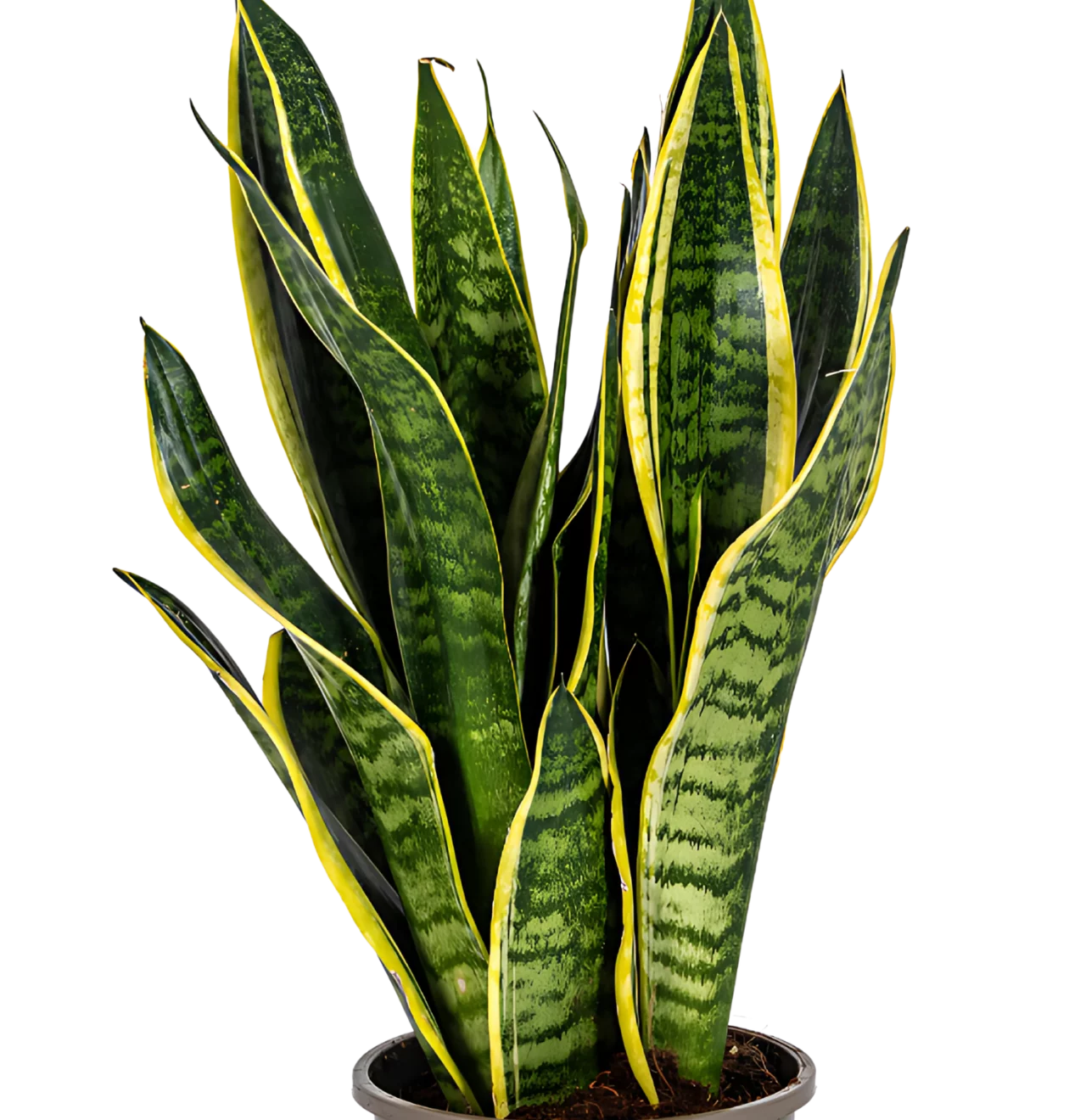 Sansevieria Trifasciata “Futura Superba” | Bogenhanf | +/- 50-55cm | ø 17cm Topf