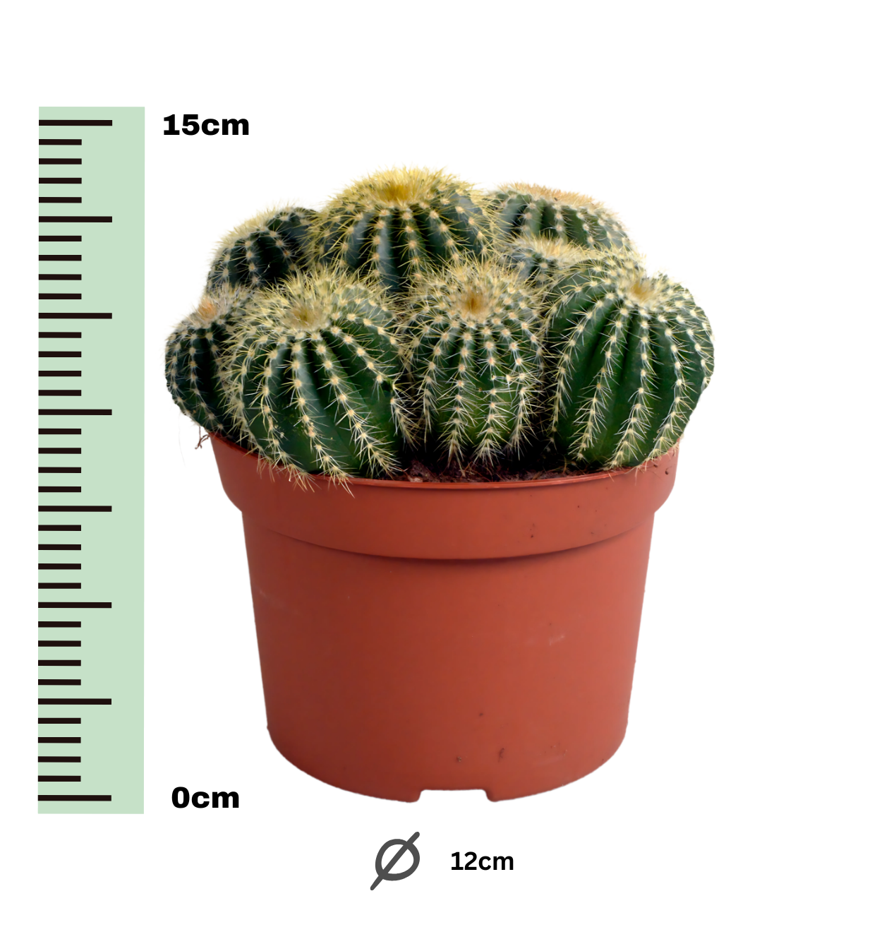 Eriocactus Warasii | Brasilianischer Kugelkaktus | +/- 15cm | ø 12cm Topf