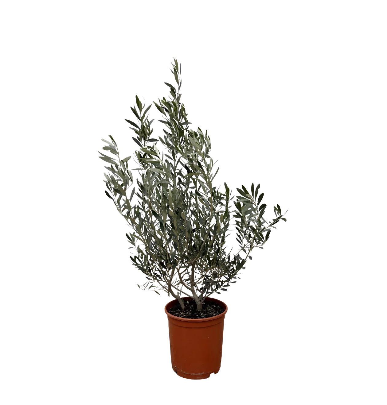 Olea Europaea “Struik” | Olivenbaum Strauch | +/- 100cm | ø 25cm Topf