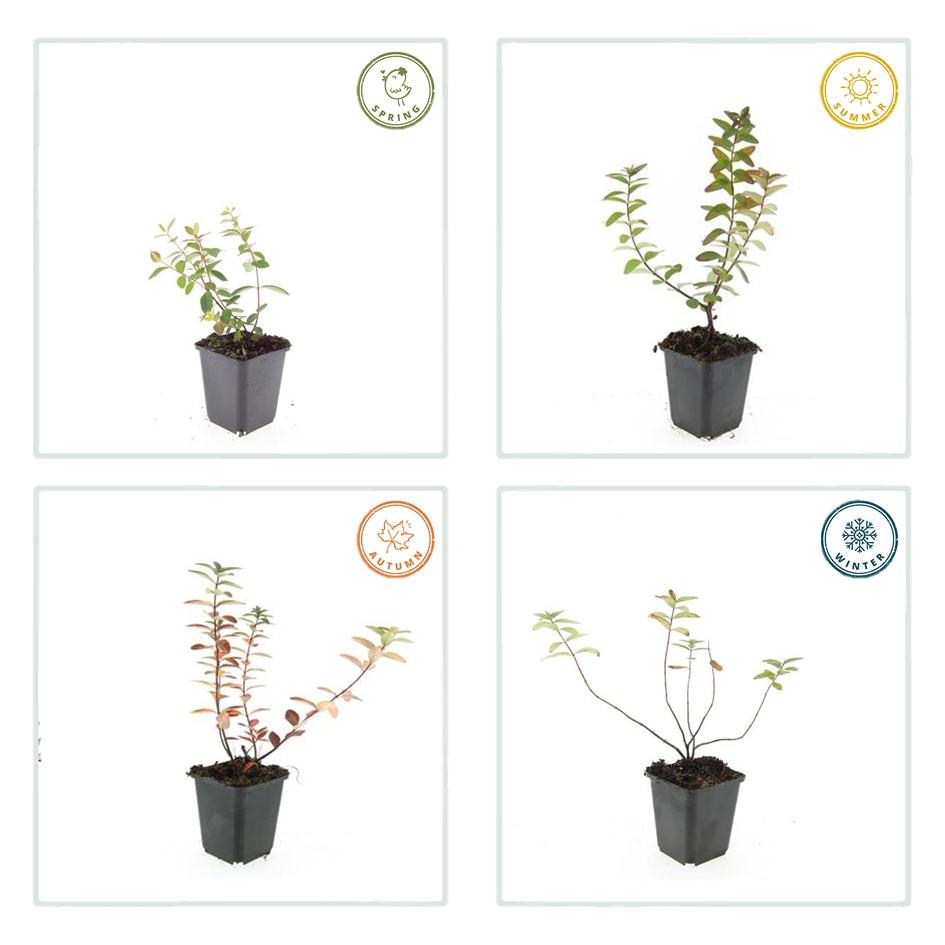 6x Hypericum dummeri 'Peter Dummer' - ↕10-25cm - Ø9cm