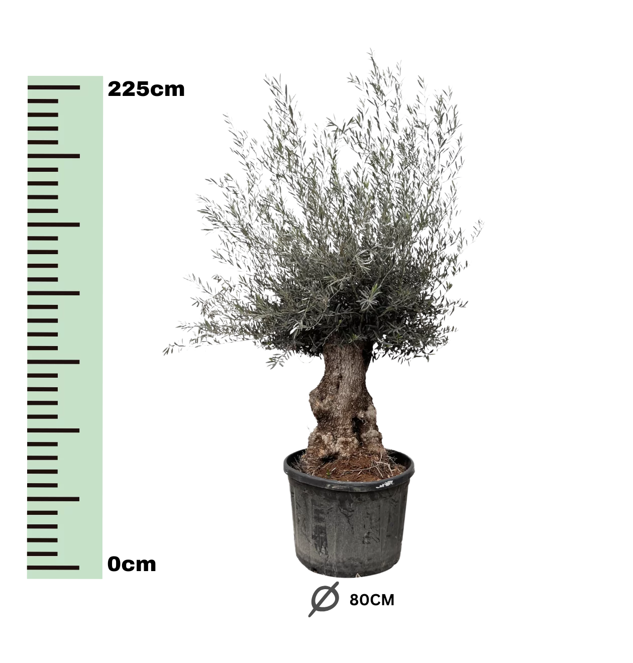 Olea Europaea “Bonsai” | Olivenbaum Bonsai | +/- 225cm | ø 80cm Topf