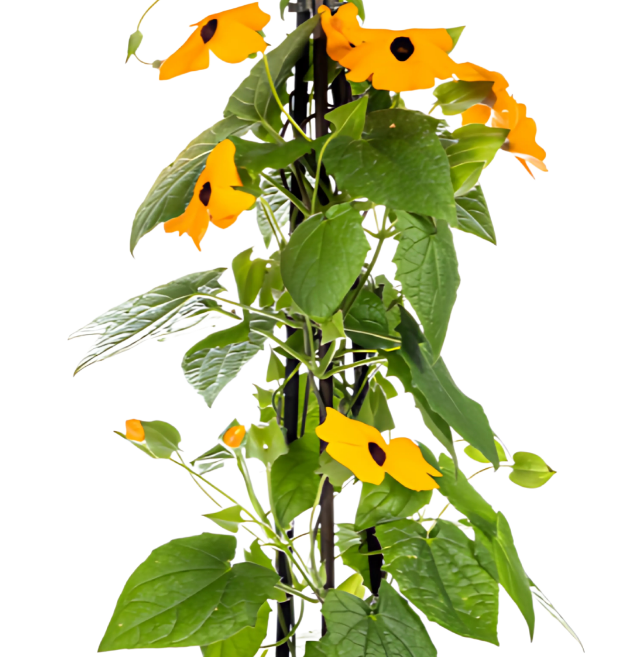Thunbergia alata “Sunny Susy New Orange” (4 Stück) | Schwarzäugige Susanne | +/- 60cm | ø 13cm