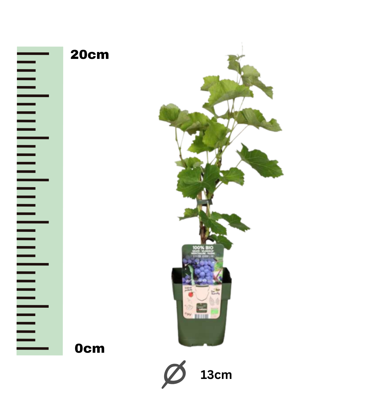 Bio Weinreben (3 Stück) | +/- 20 cm | ø 13 cm