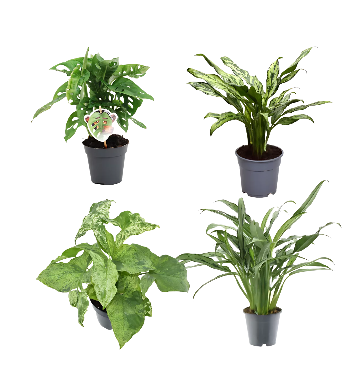 4er-Set “Grünpflanzen” | Monstera Affenblatt | Aglaonema “Miss Juliette” | Aglaonema “Cutlass” | Syngonie | +/- 25-40cm | ø 12cm Topf