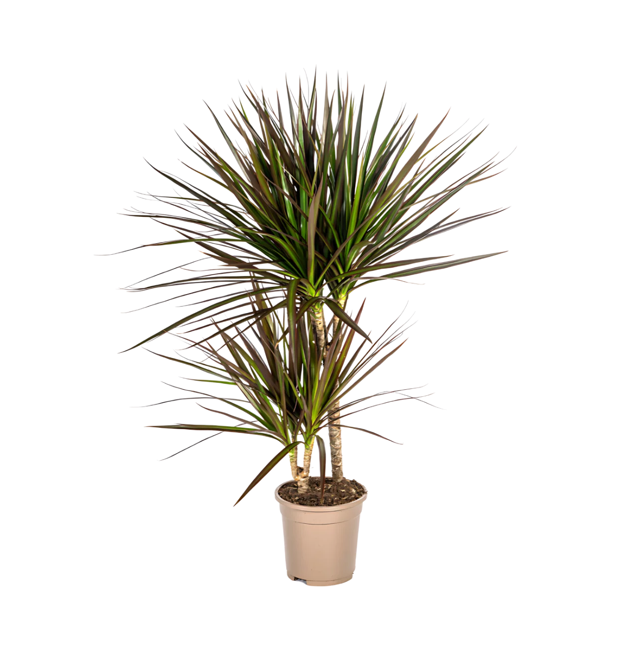 Dracaena Marginata “Magenta” | Drachenbaum | +/- 60cm | ø 17cm Topf