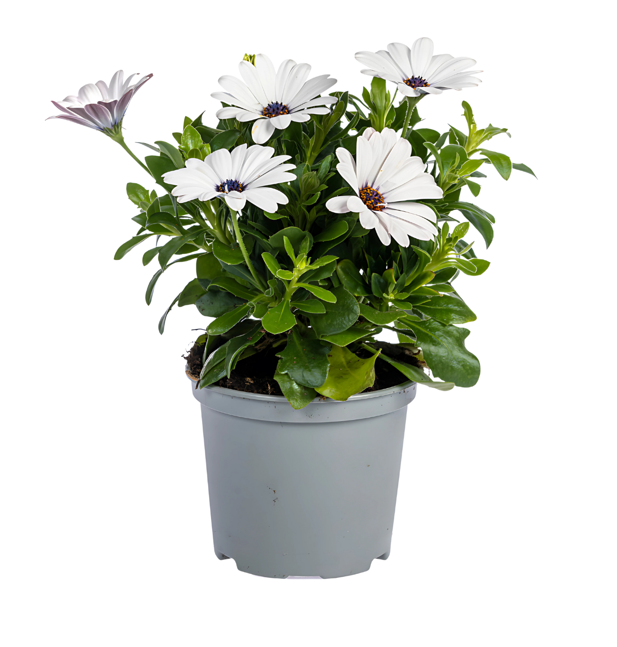 Osteospermum ecklonis “Mix” (8 Stück) | Kapmargerite | +/- 20cm | ø 12cm