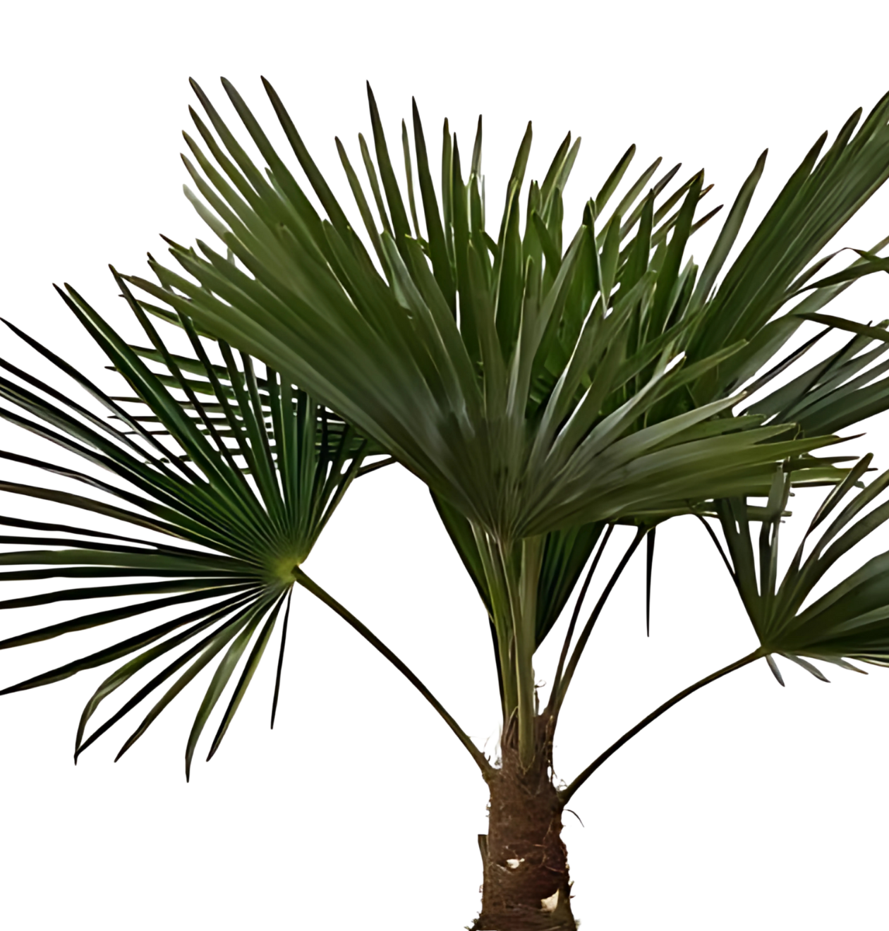 Trachycarpus | Hanfpalme | +/- 100cm | ø 21cm