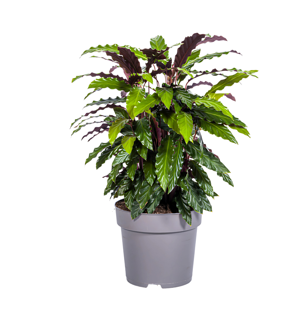 Calathea “Rufibarba” | Korbmarante | +/- 70cm | ø 27cm Topf
