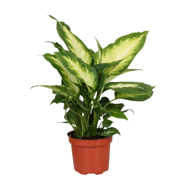 7er Set | Monstera | Einblatt | Dieffenbachie | Drachenbaum | Korbmarante | Goldfruchtpalme | Zimmerzypresse | +/- 40-60cm | ø 12-15cm Topf