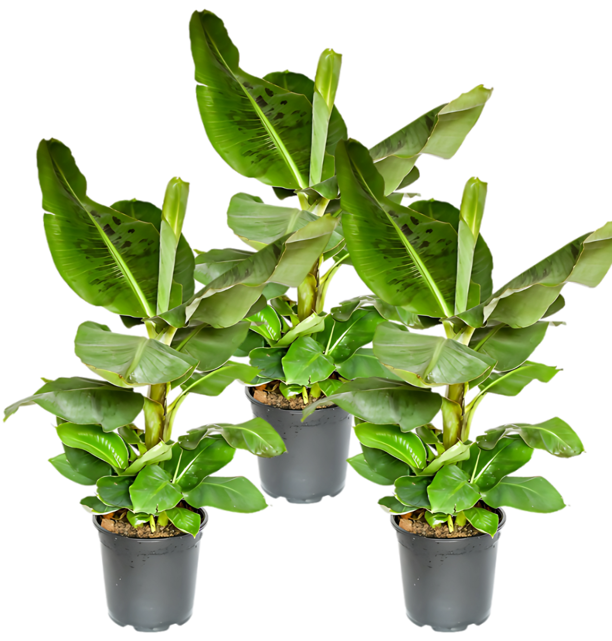 3er-Set Musa | Bananenpflanze | +/- 40-50cm | ø 12-15cm Topf