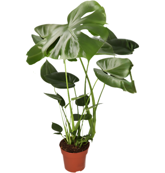 7er Set | Monstera | Einblatt | Dieffenbachie | Drachenbaum | Korbmarante | Goldfruchtpalme | Zimmerzypresse | +/- 40-60cm | ø 12-15cm Topf