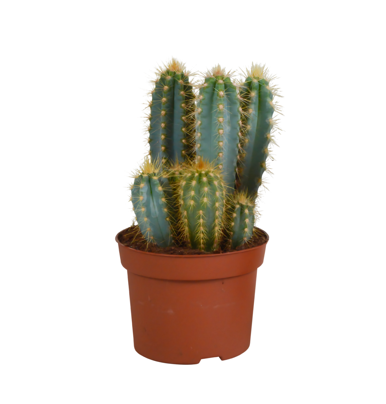 Pilosocereus azureus (Ohne Topf) | Azurblauer Säulenkaktus | +/- 15-30cm | ø 12cm Topf