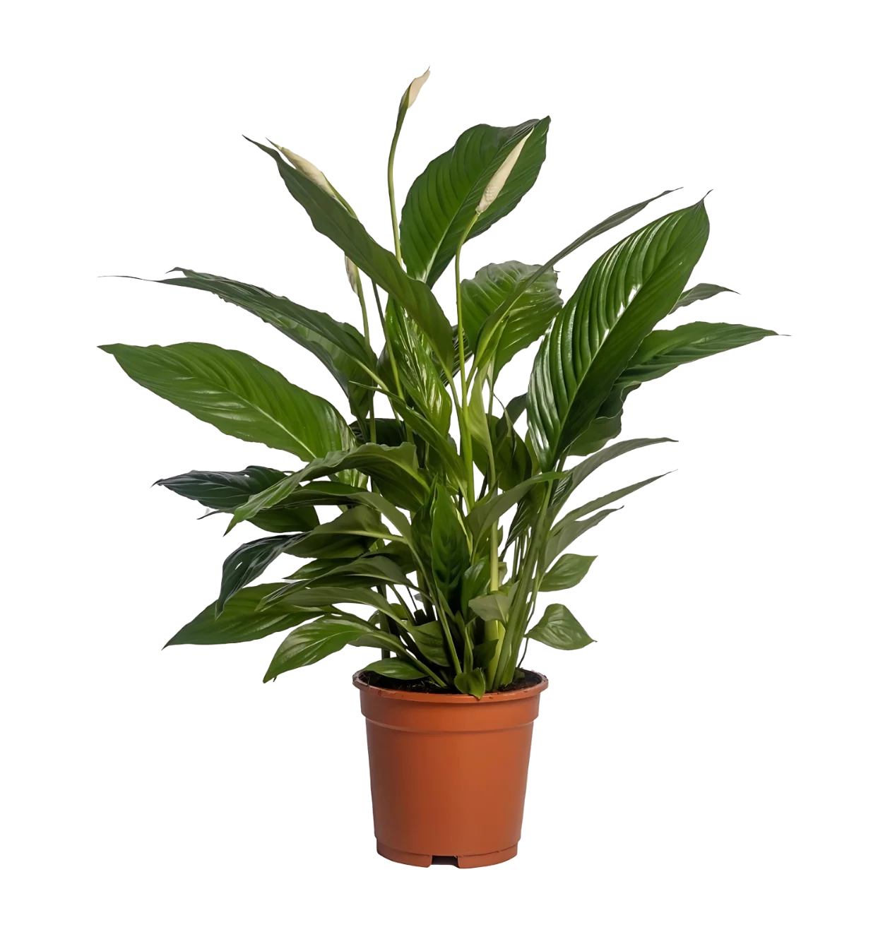 Spathiphyllum “Vivaldi” | Einblatt | +/- 70cm | ø 17cm Topf