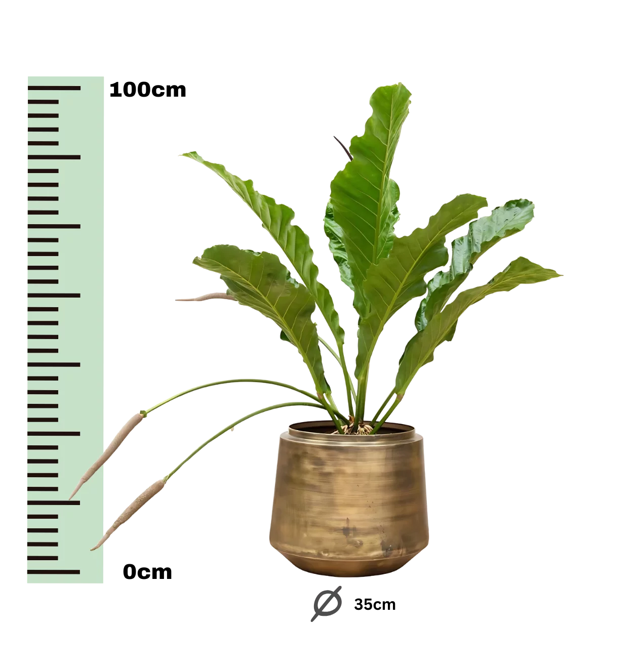 Anthurium “Botanical King” | Flamingoblume | +/- 100cm | ø 35cm Topf