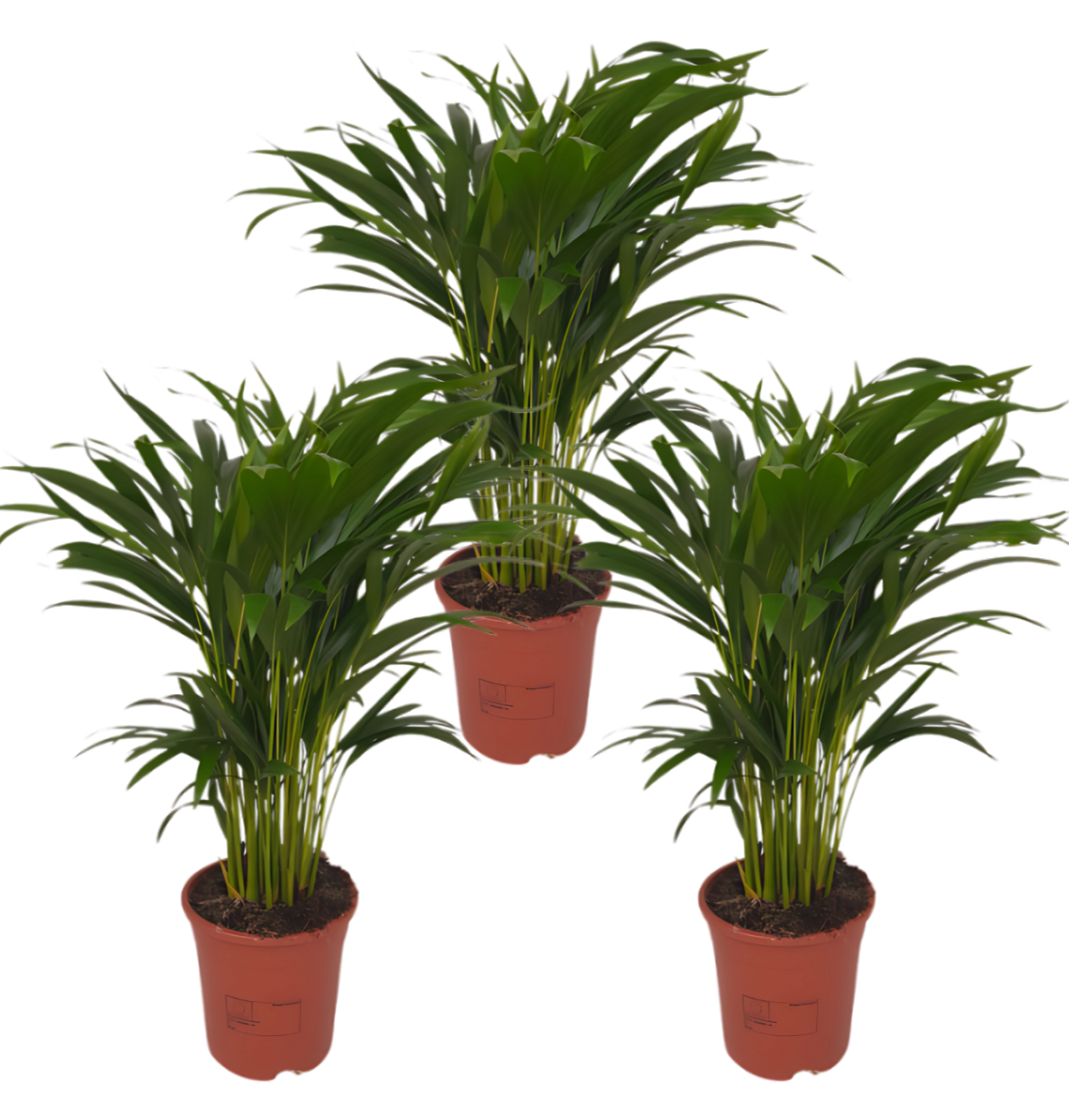 3er-Set Goldfruchtpalme | Areca-Palme | +/- 40-50cm | ø 12-15cm Topf