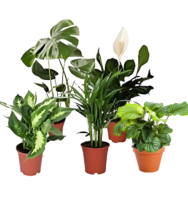 5er Set Luftreinigende Pflanzen | Monstera | Einblatt | Dieffenbachie | Goldfruchtpalme | Calathea | +/- 40-50cm | ø 12-15cm Topf